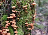 US Forest
